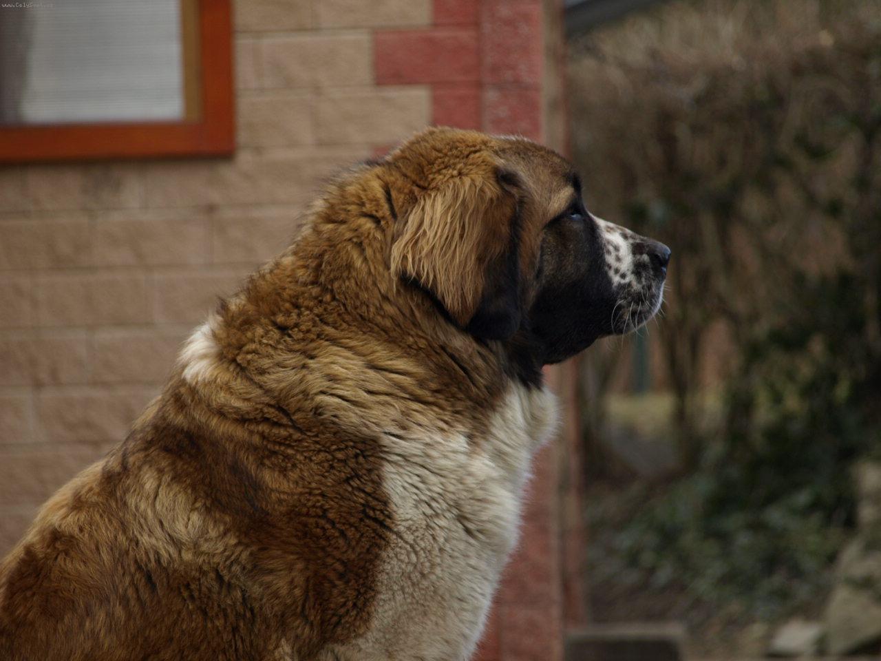 Foto: Moskevský strážní pes