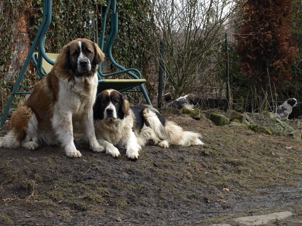 Foto: Moskevský strážní pes