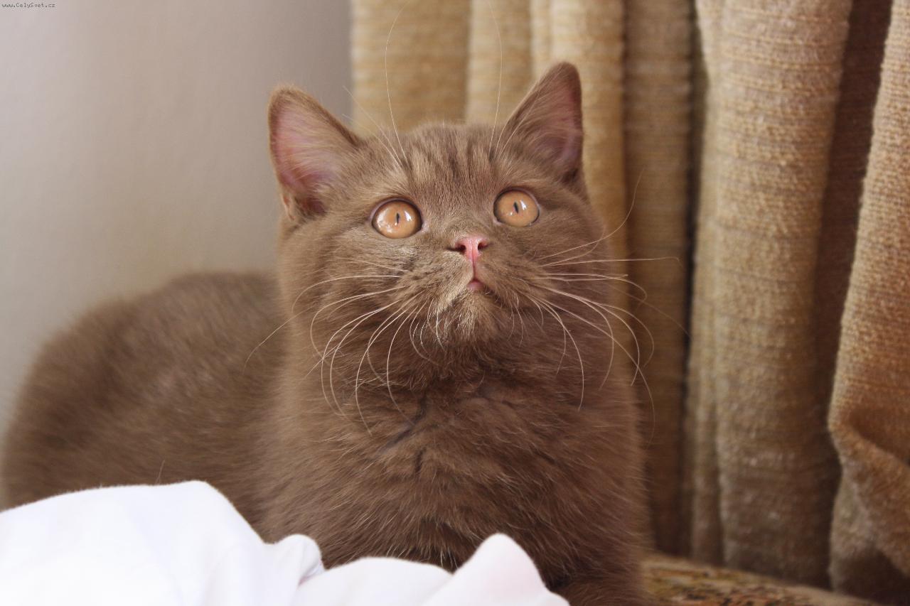 Foto: Bikimi"s Skywalker-skořicový kocourek