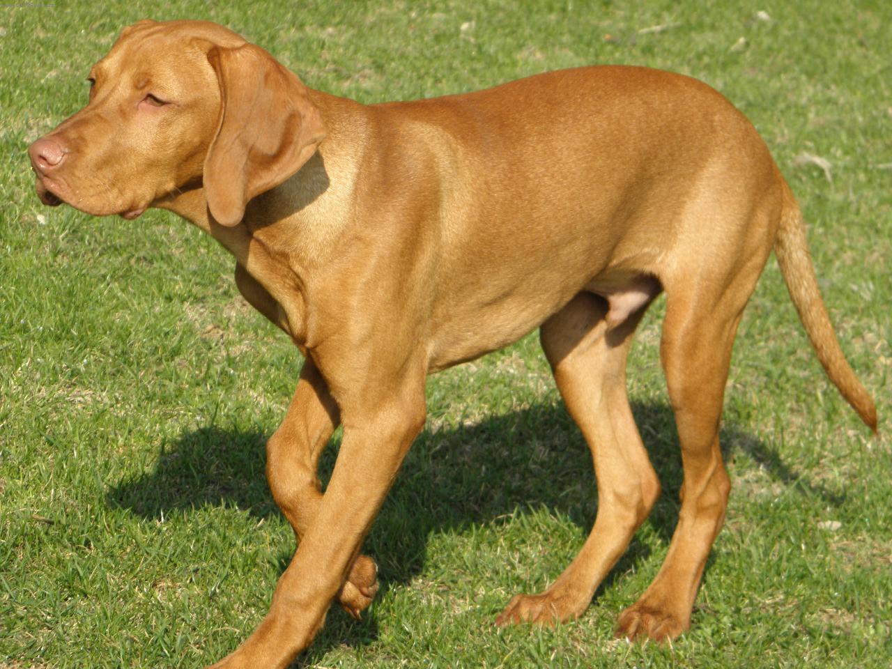 Foto: Argo z Děčína