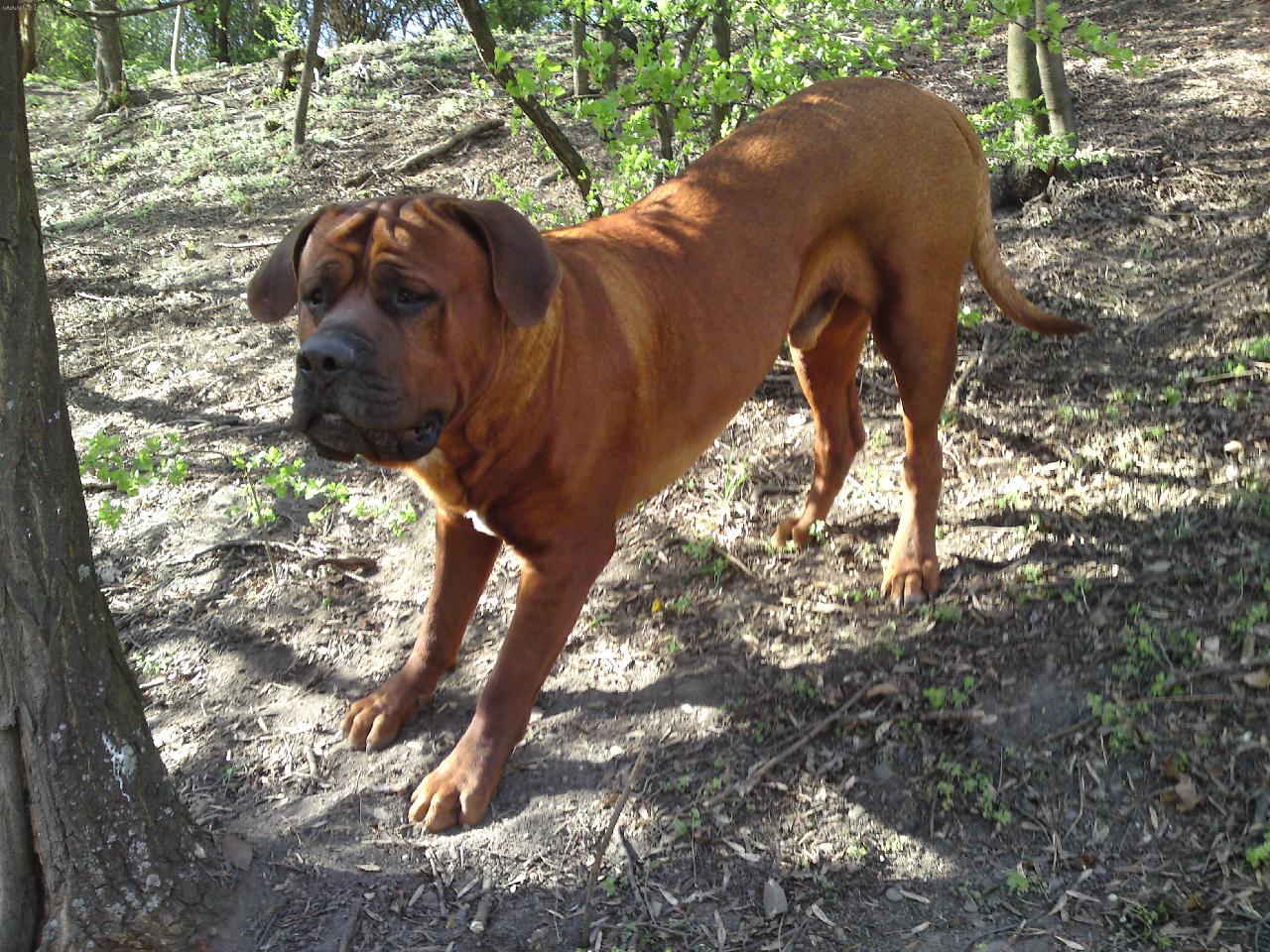 Foto: tříletý pes