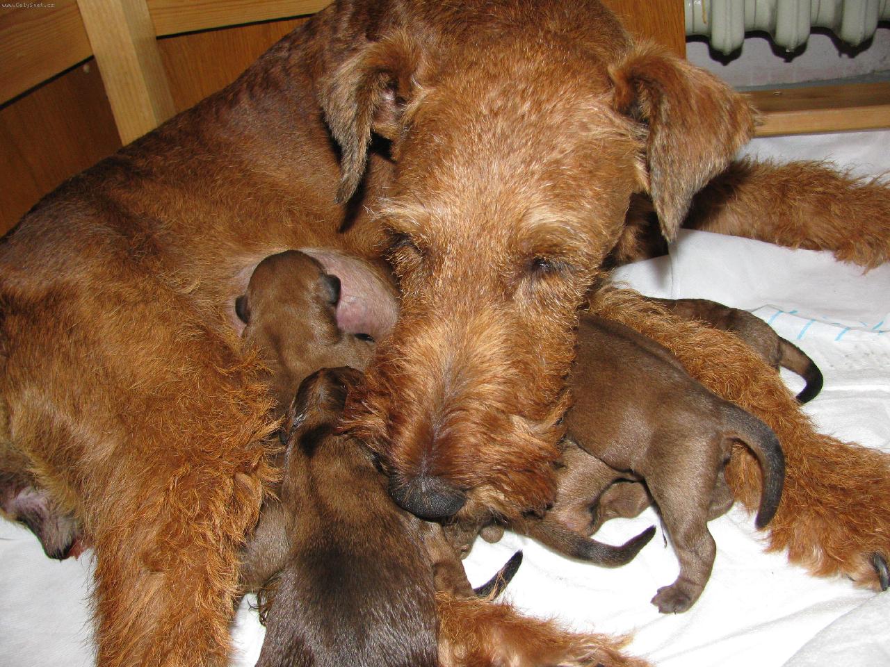 Foto: A-rose a lupení