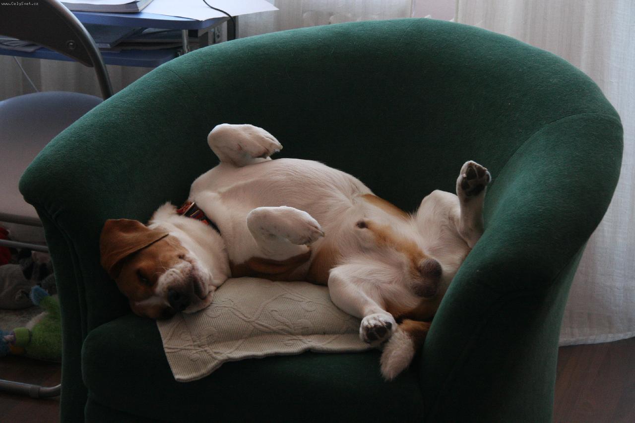 Foto: Nerušit, spinkám!!!