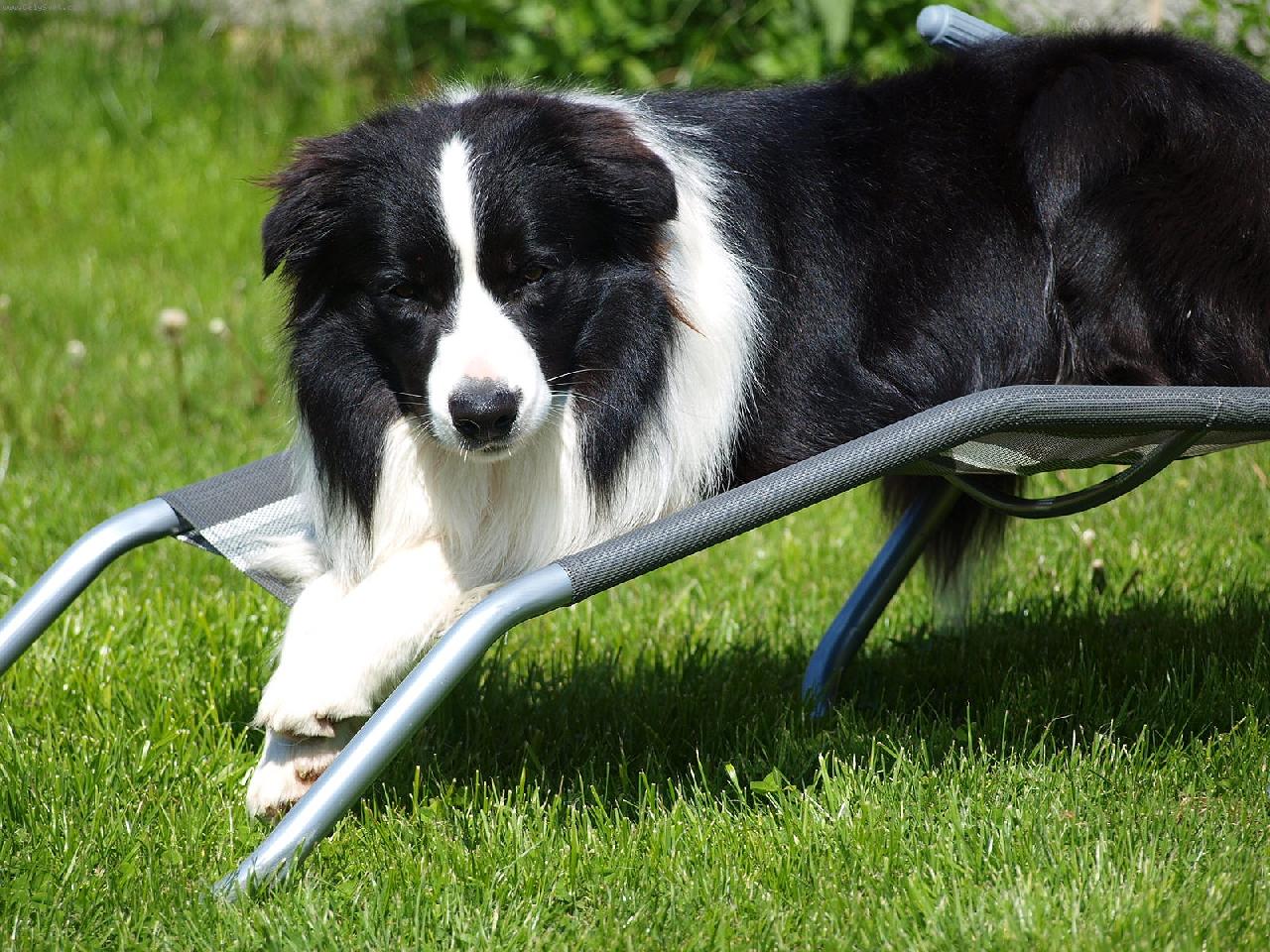 Foto: Opalovačka-Opalujicí se pes