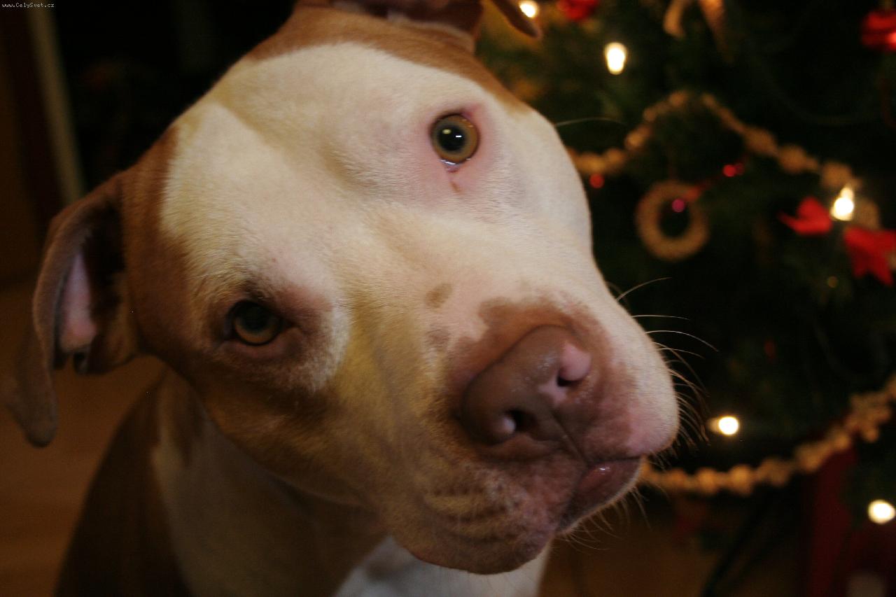 Foto: áš miláček ALFI - BEN