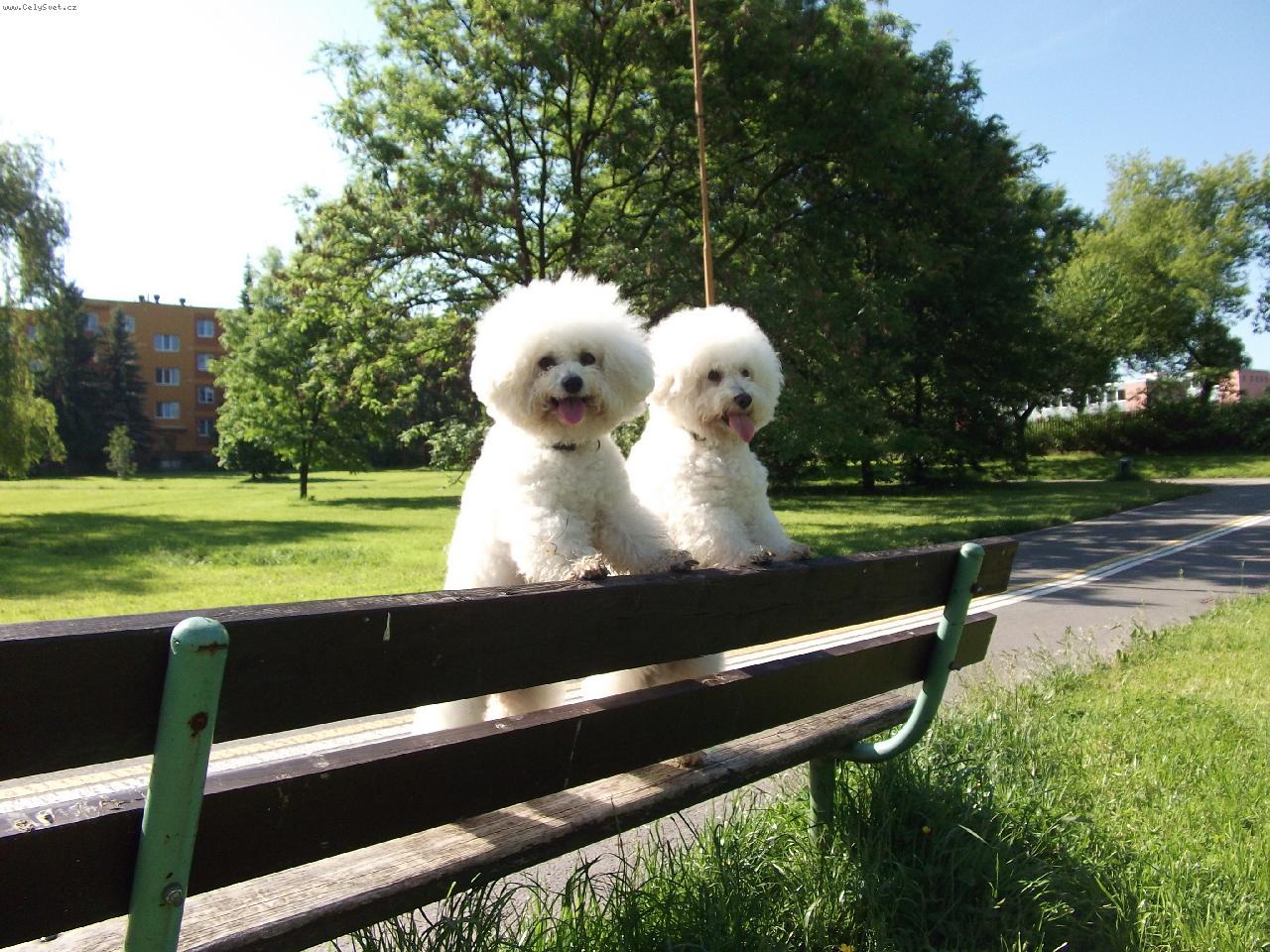 Foto: Biško a Damišek