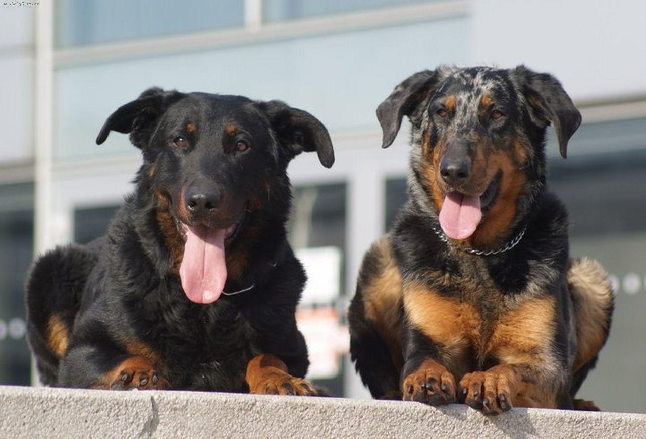 Foto: Azira Le Coeur Pur   Czan Els Pastors De La Sandra-chovný pár beauceron harlekýn fena   černý s pálením pes