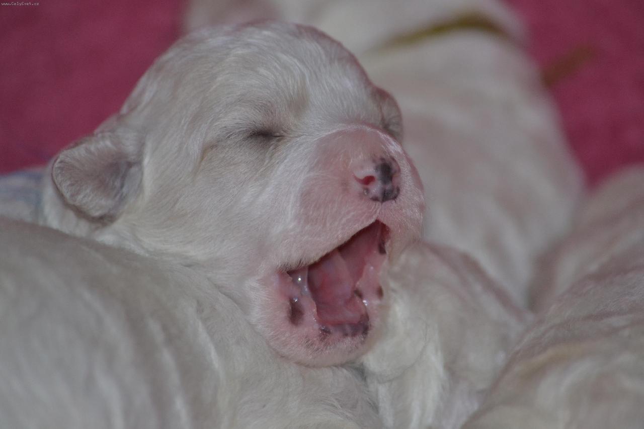 Foto: Bišonek-Spánek je dřina!!!