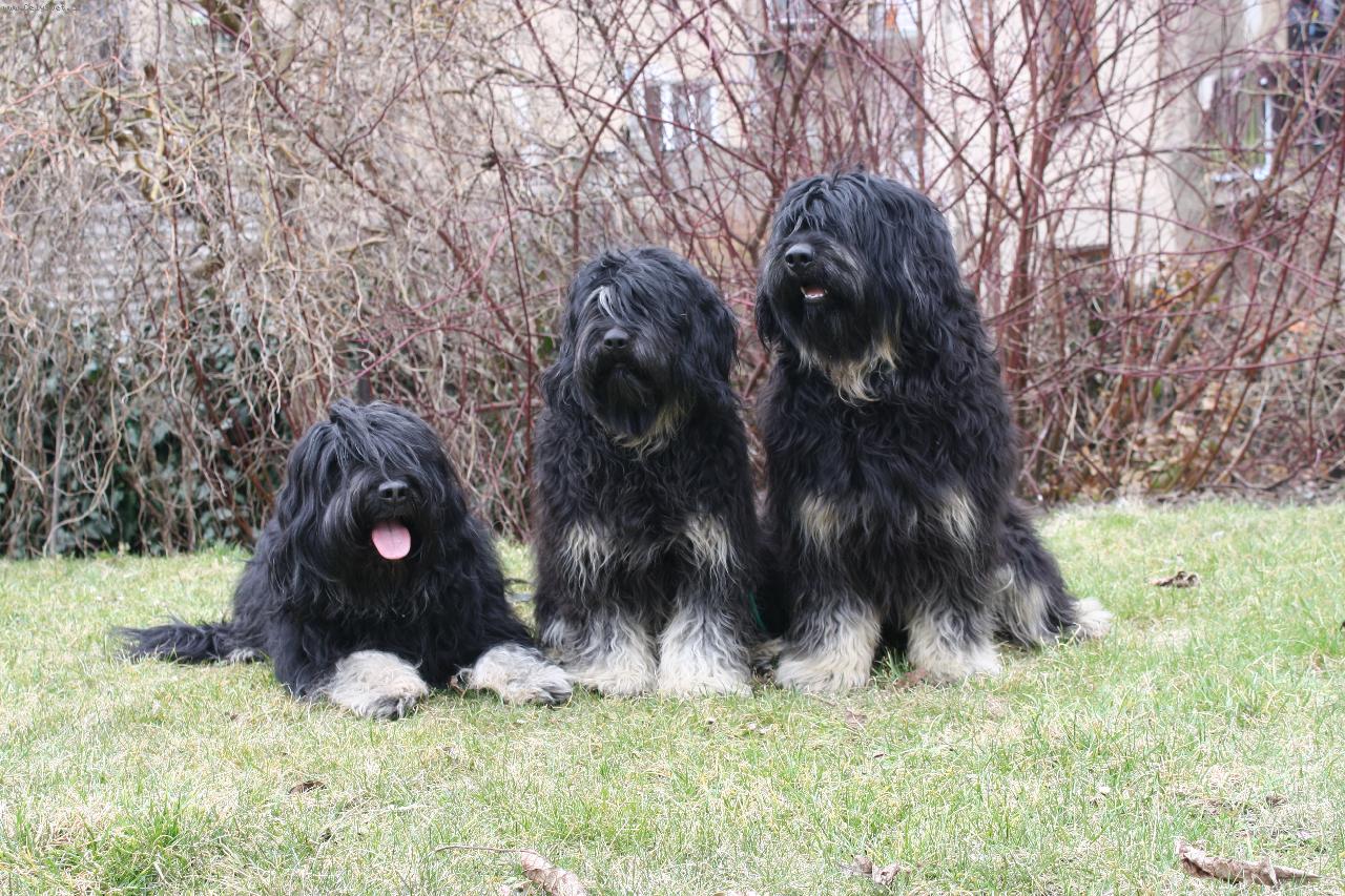 Foto: První portugalští ovčáci v České reopblice - ch.st. Moravia Tauti