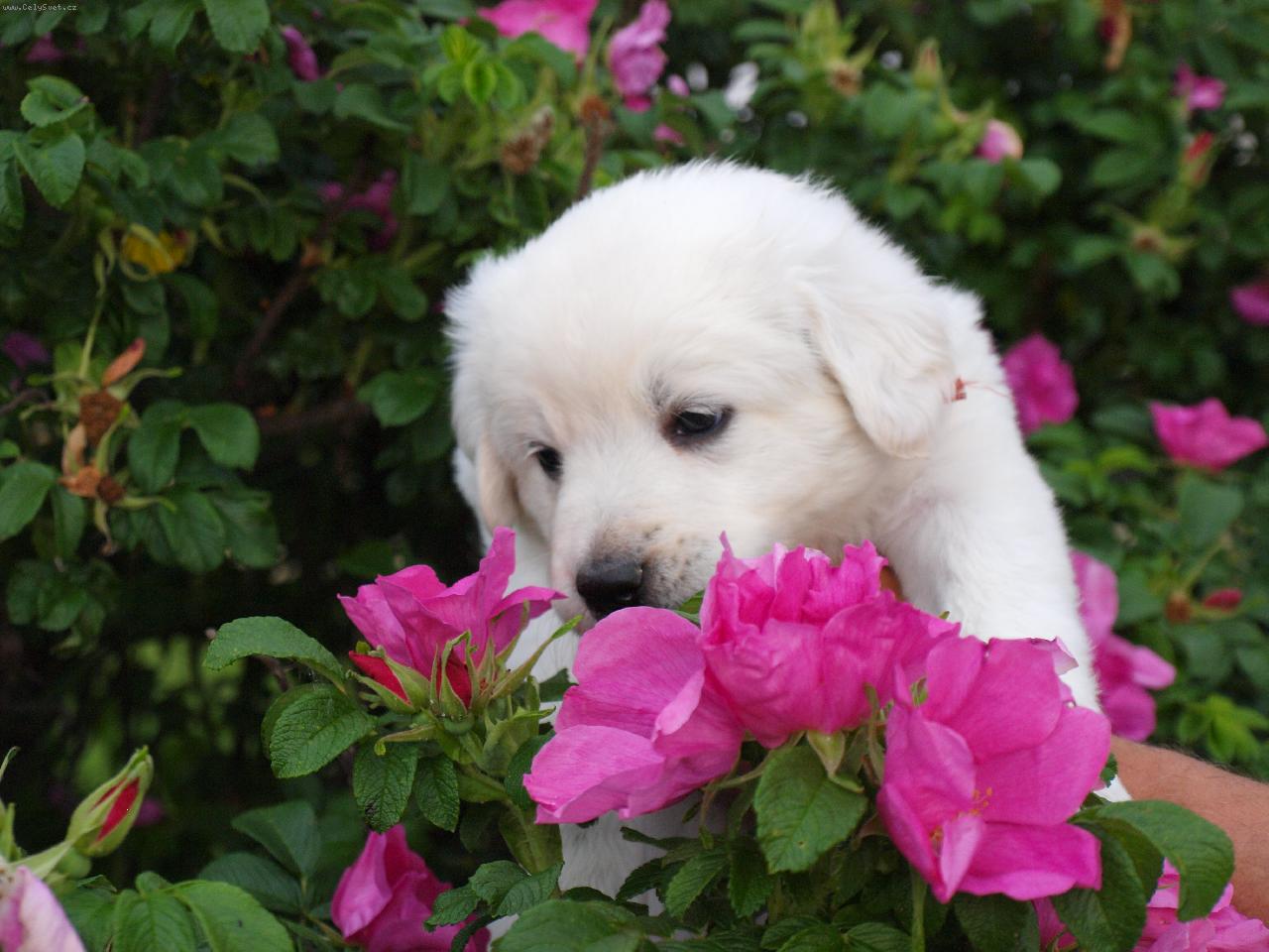 Foto: Slovenský čuvač