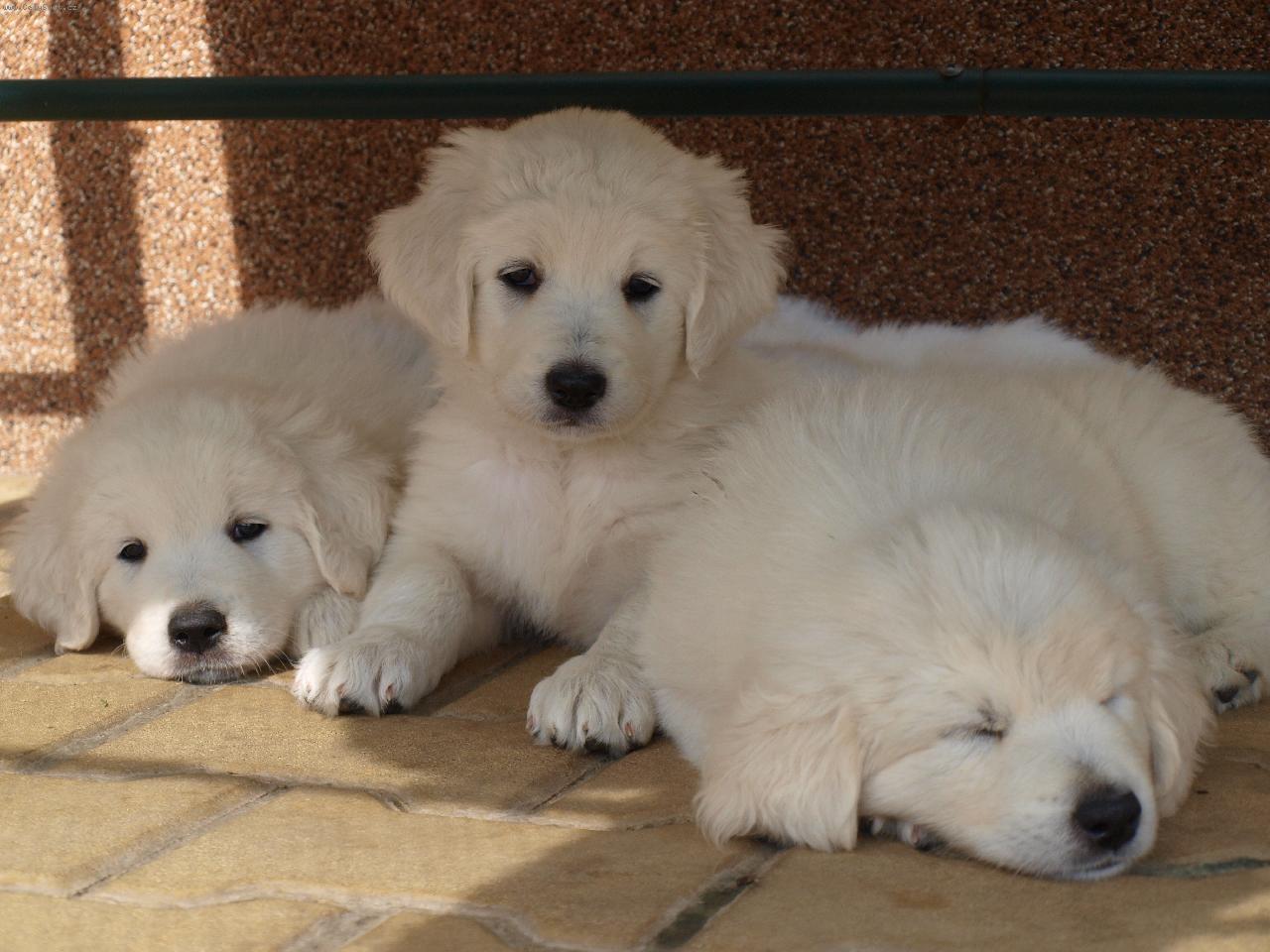 Foto: Slovenský čuvač