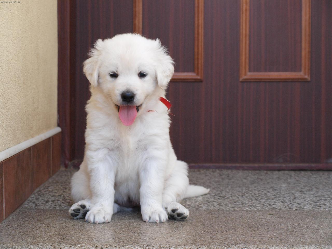 Foto: Slovenský čuvač