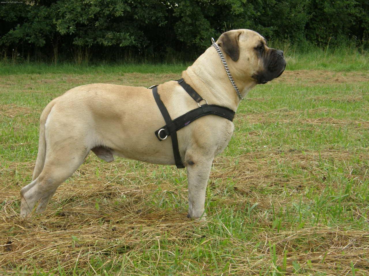 Foto: GORDON Naděje ze Zvole