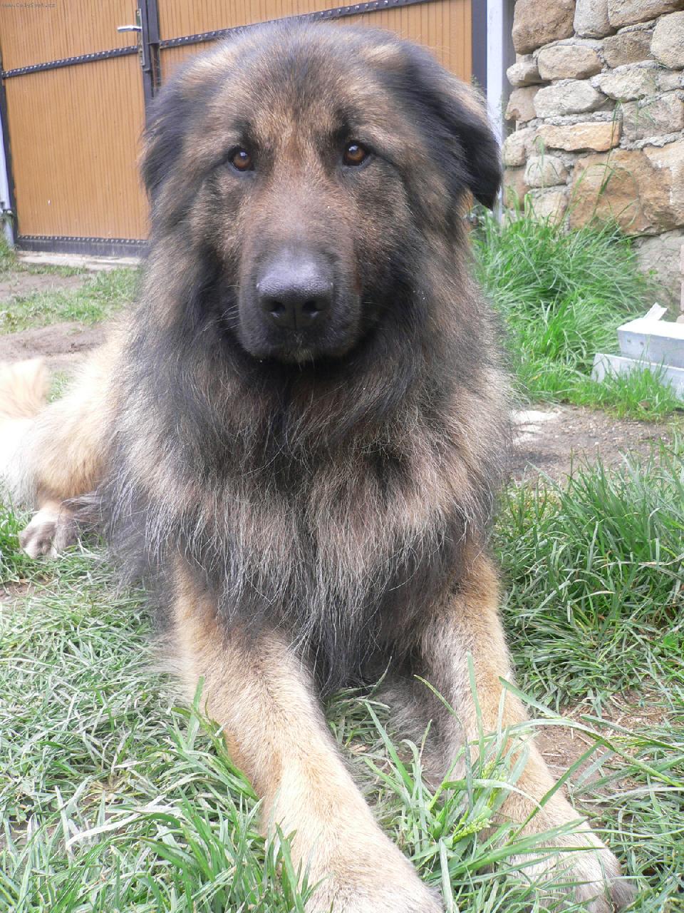 Foto: Albert-hlídač