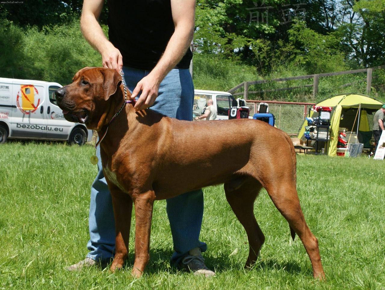 Foto: MultiCh.Megasthenes Invasor-15 měsíců starý na fotografii