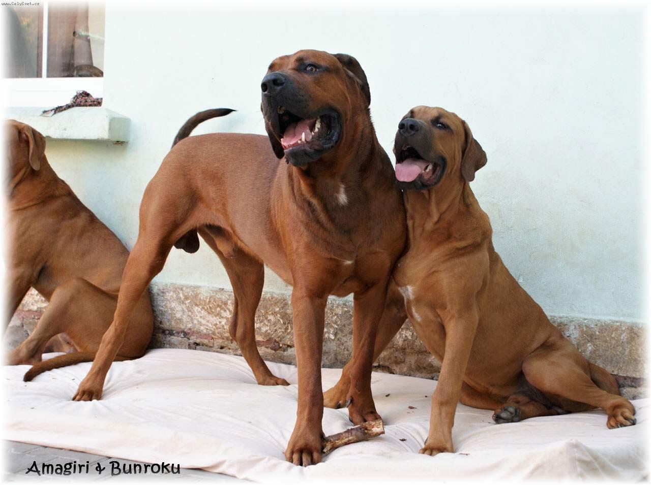 Foto: Amagiri a Bunroku Keicho No Eki MAEGASHIRA-naši chlapci ve věku 26 a 6 měsíců