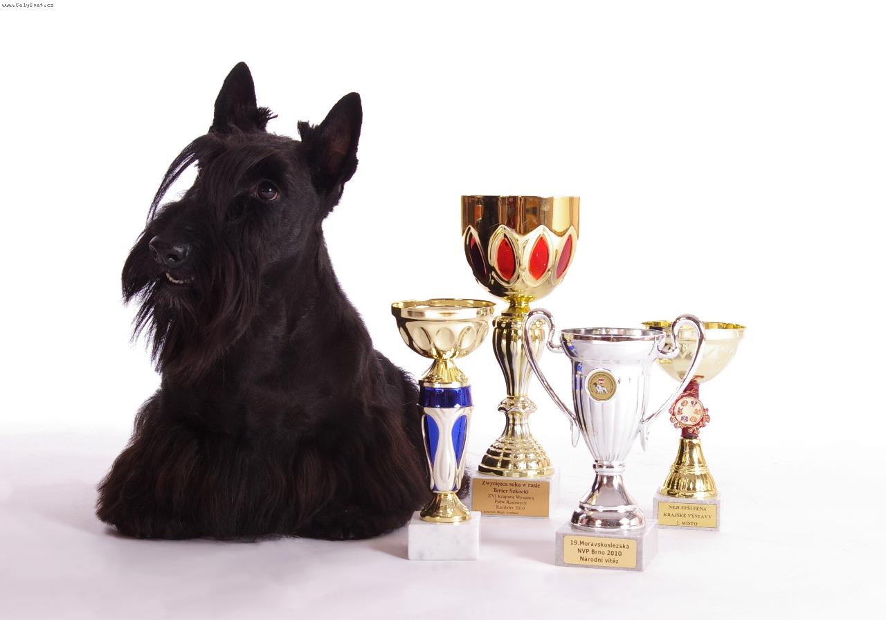 Foto: skotský teriér-Summer Folly Lucia´s Dream (Storm Warning Lucia´s Dream x Serendipity Lucia´s Dream)