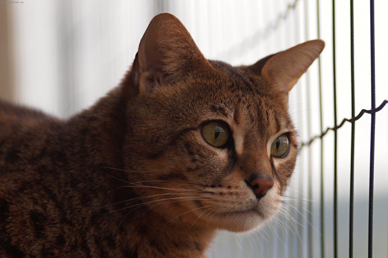 Foto: Savanová kočka-7 let