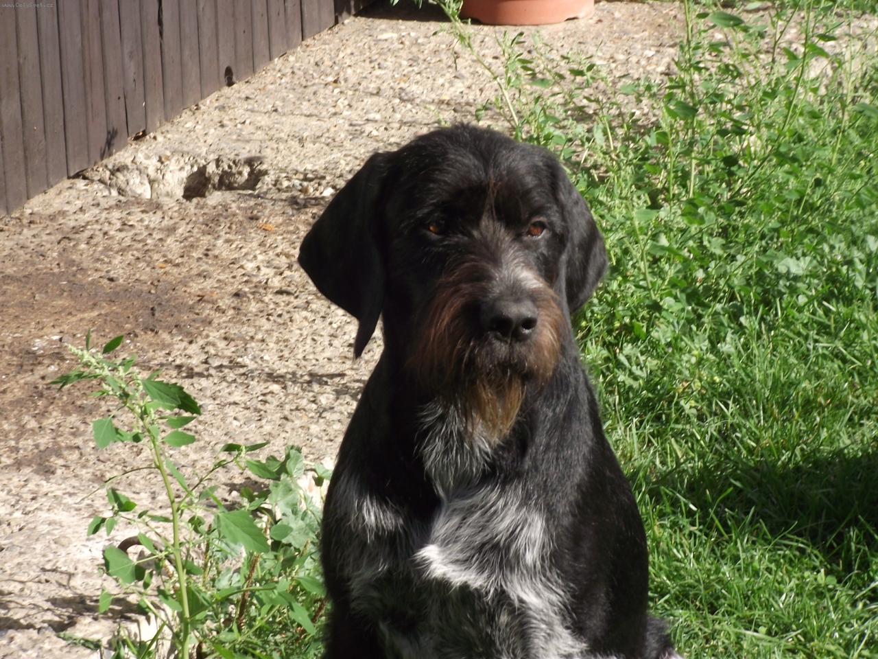 Foto: Emír z Myslivcova dvora-Německý drátosrstý ohař