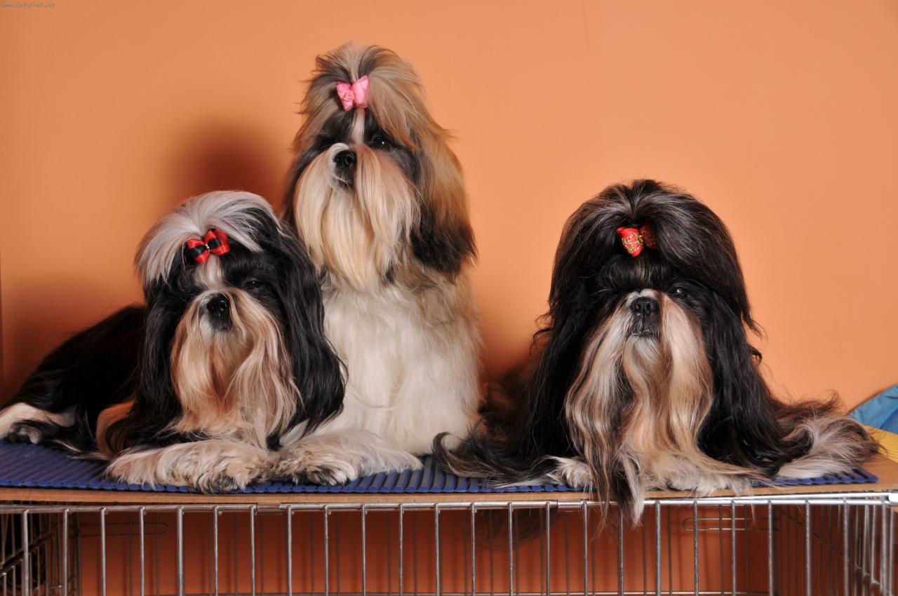 Foto: Parta hic-moje zlatíčka