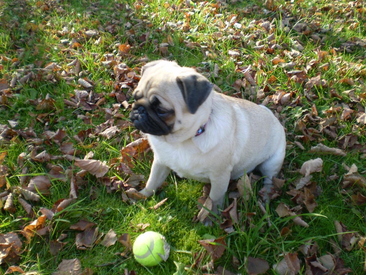 Foto: Jesenná prechádzka