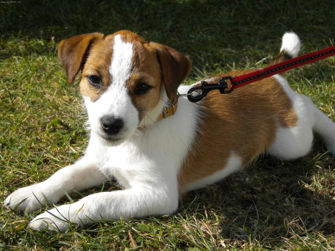 Foto: fenka Míša-na sluníčku