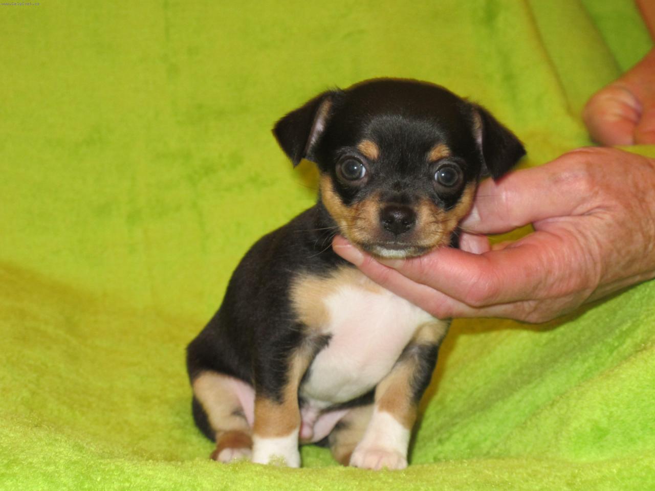 Foto: Chico-štěňátko krátkosrsté čivavy