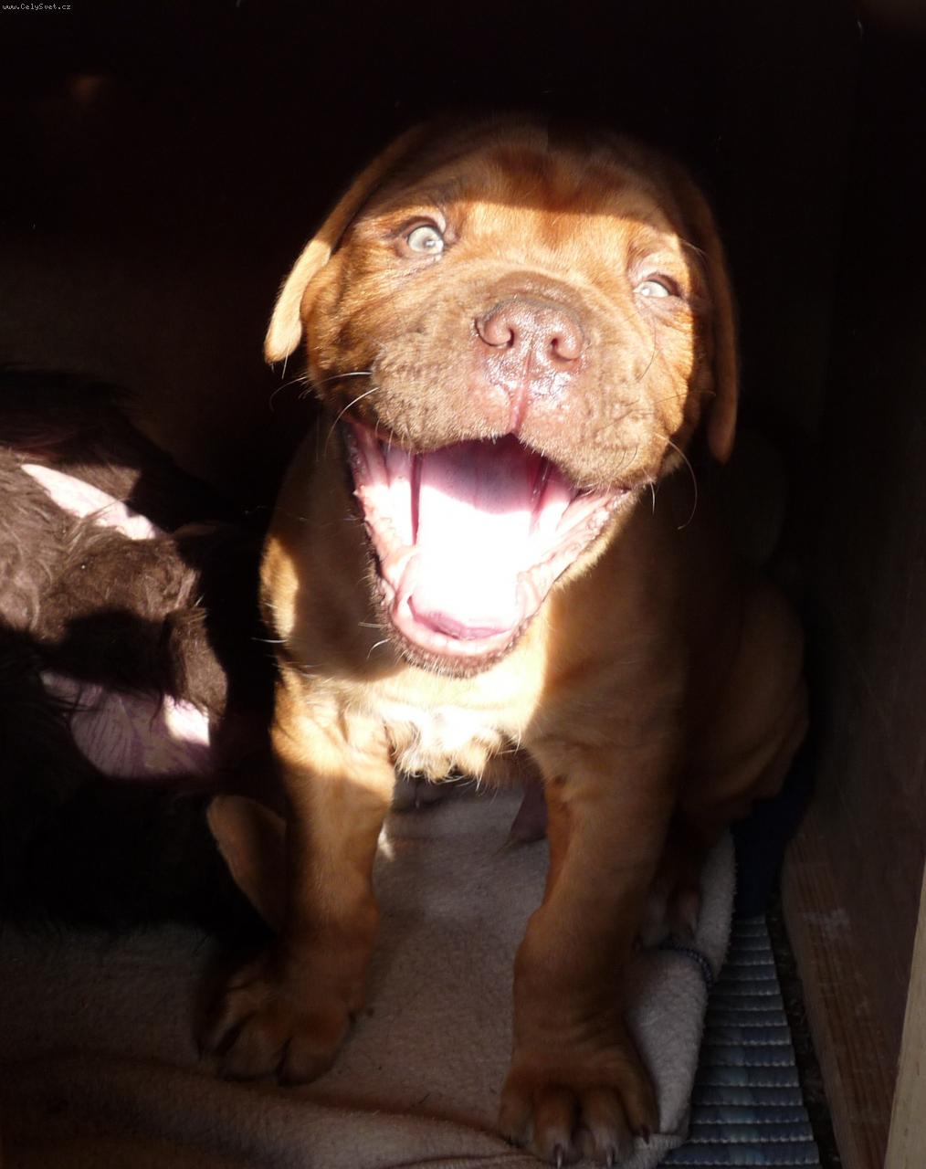 Foto: Stále smějící