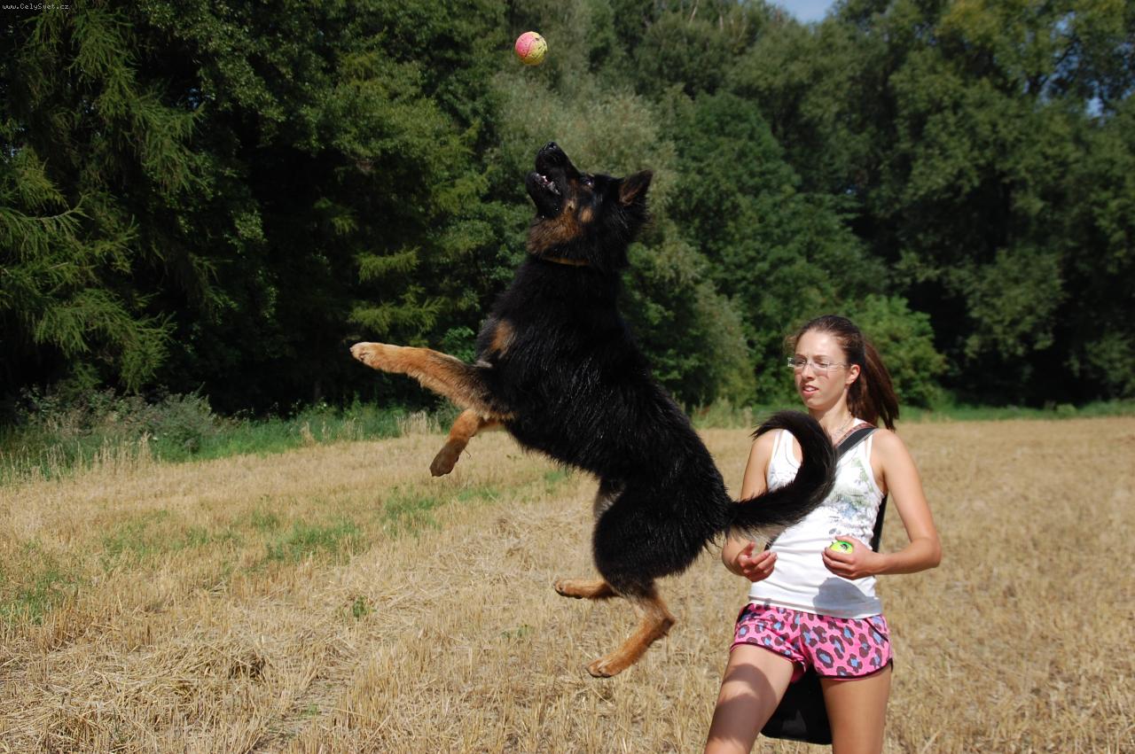 Foto: Sagar z Dašického zátiší-Chodský pes ke krytí
