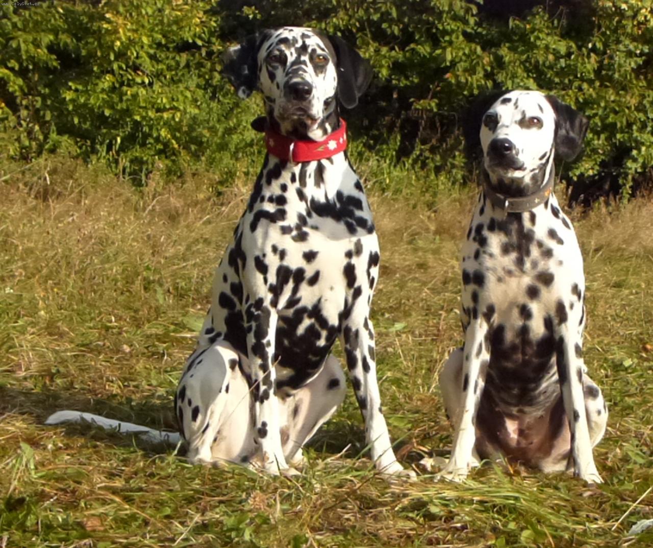 Foto: Jasanka a Ebinka-Dalmatín