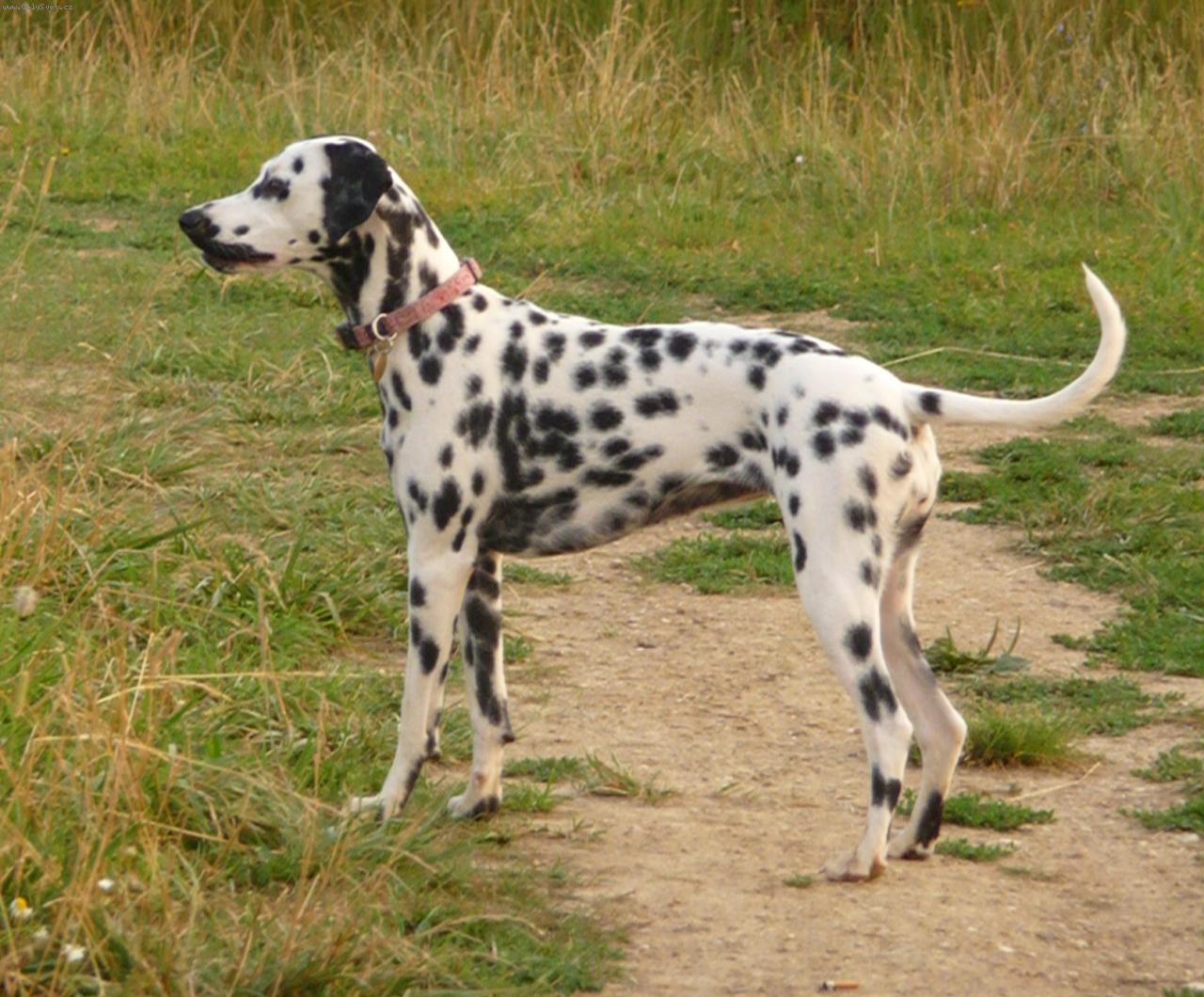 Foto: Jasanka-Dalmatín