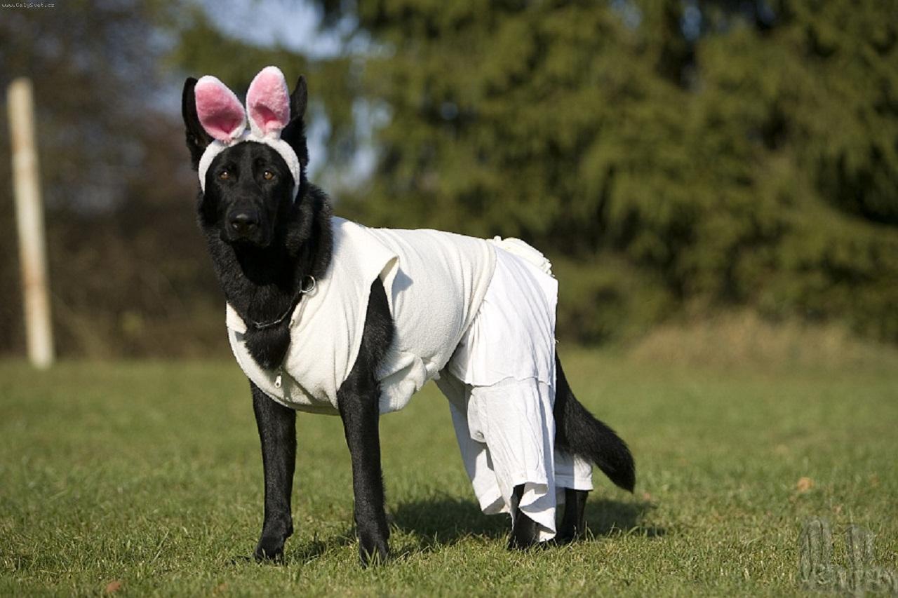 Foto: Akky na psím karnevalu