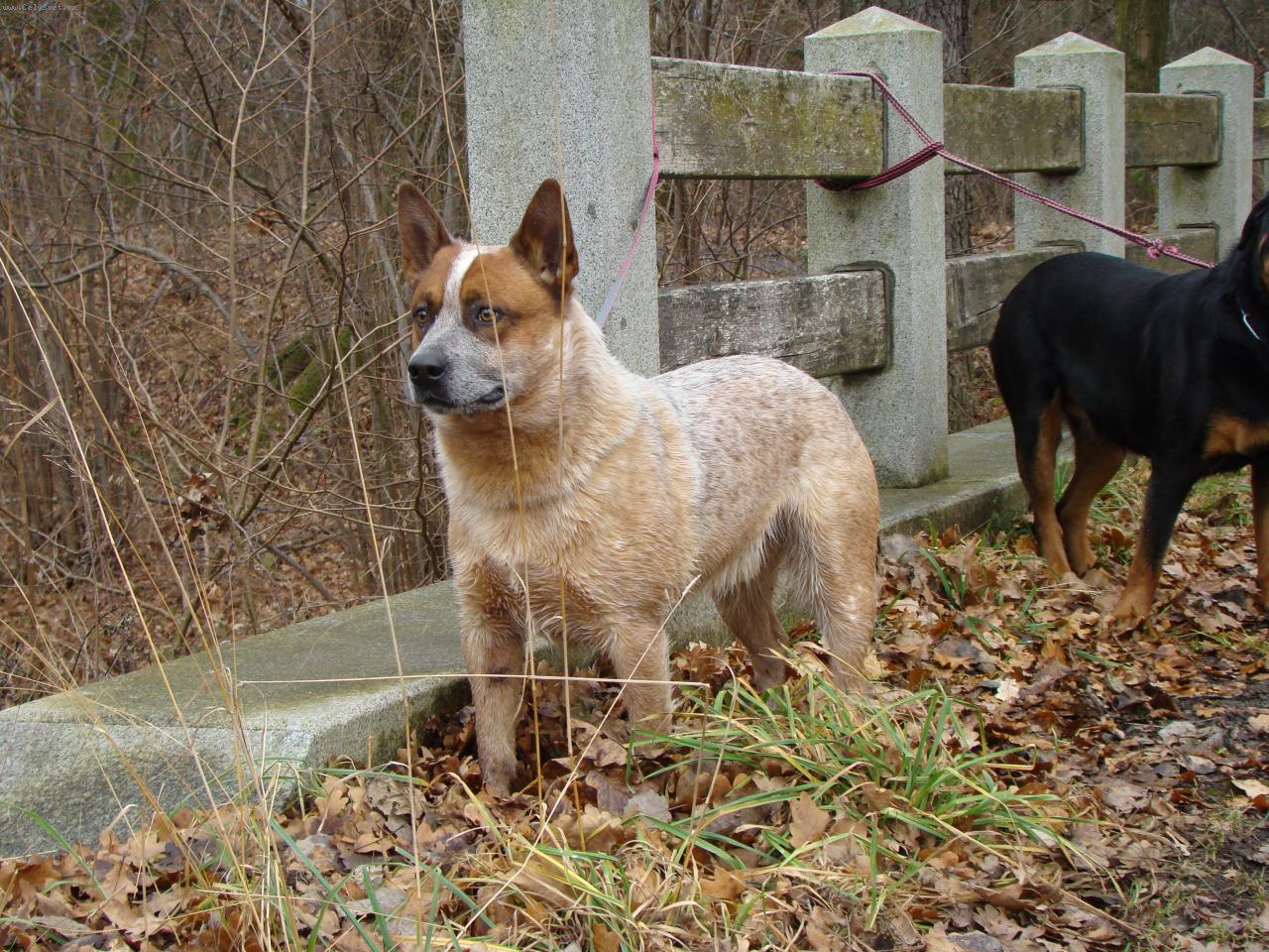 Foto: Archie Cross Krumbox Czech-14 měsíců