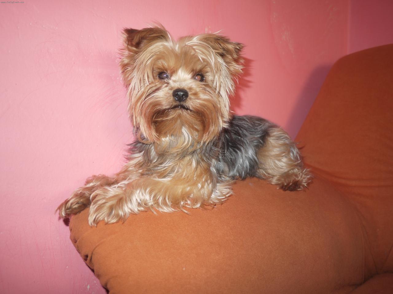 Foto: Mina-2 roky stará