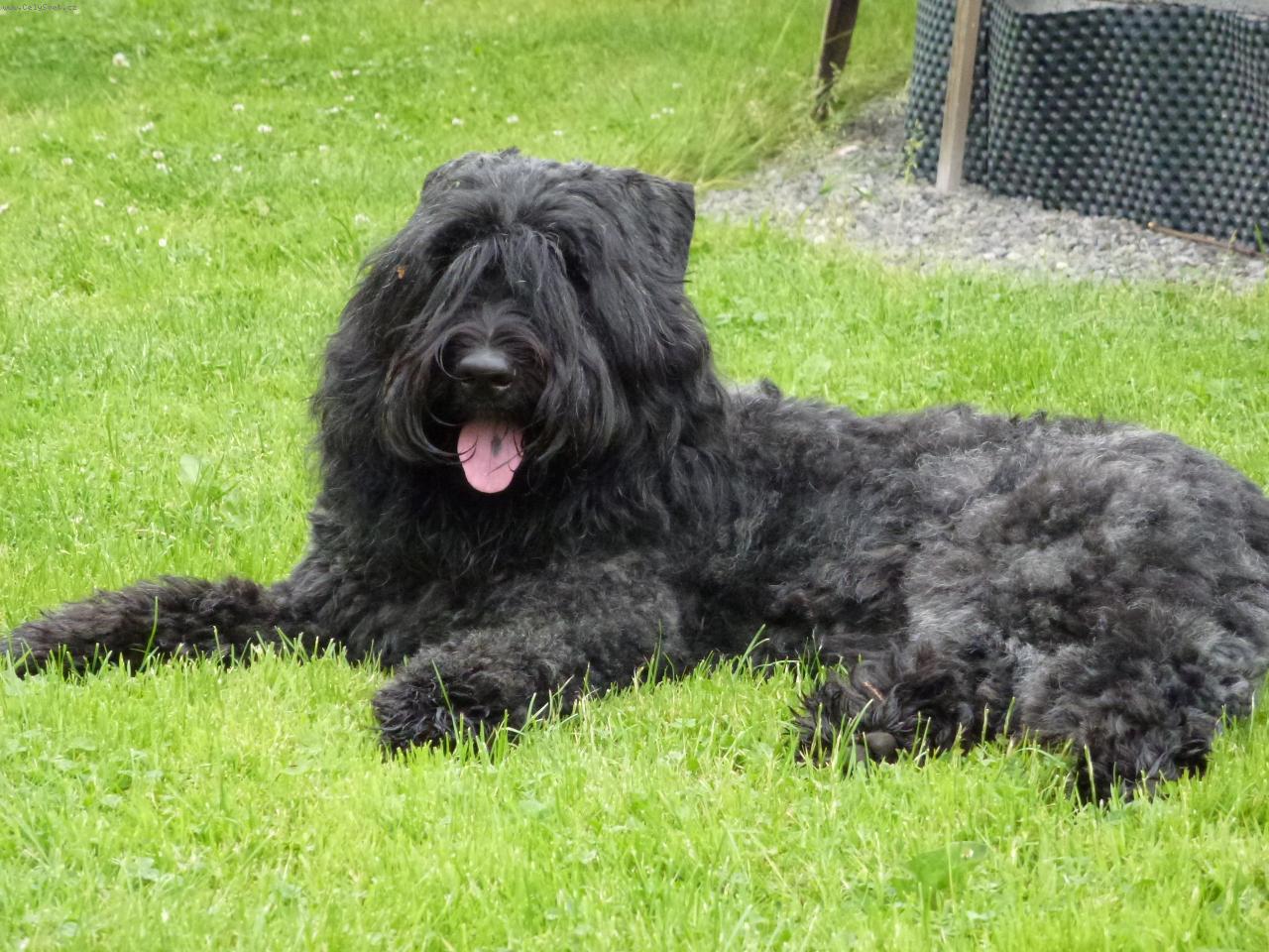 Foto: Flanderský bouvier Alma od Citovského mlýna