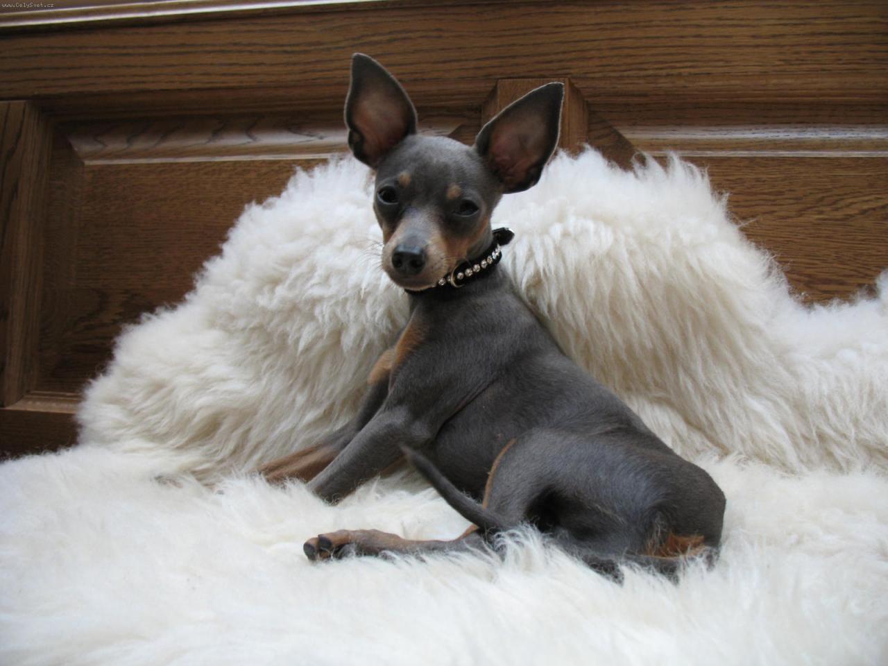 Foto: Ferdinand Ranní svit, CHS Amareus-Modrý Pražský krysařík ,VN,V1,Res CAC,CAC