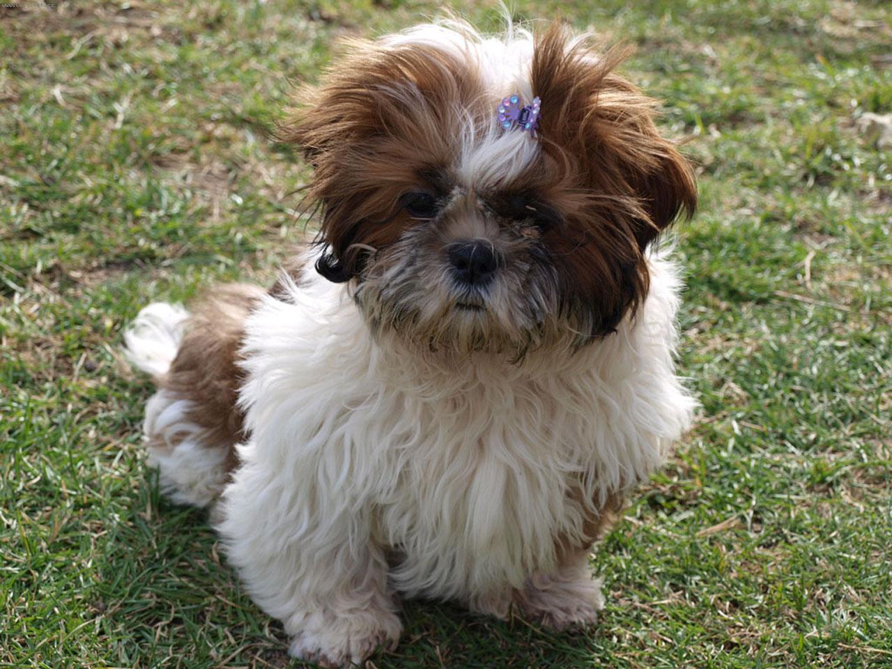 Foto: Torinek 3měsíce