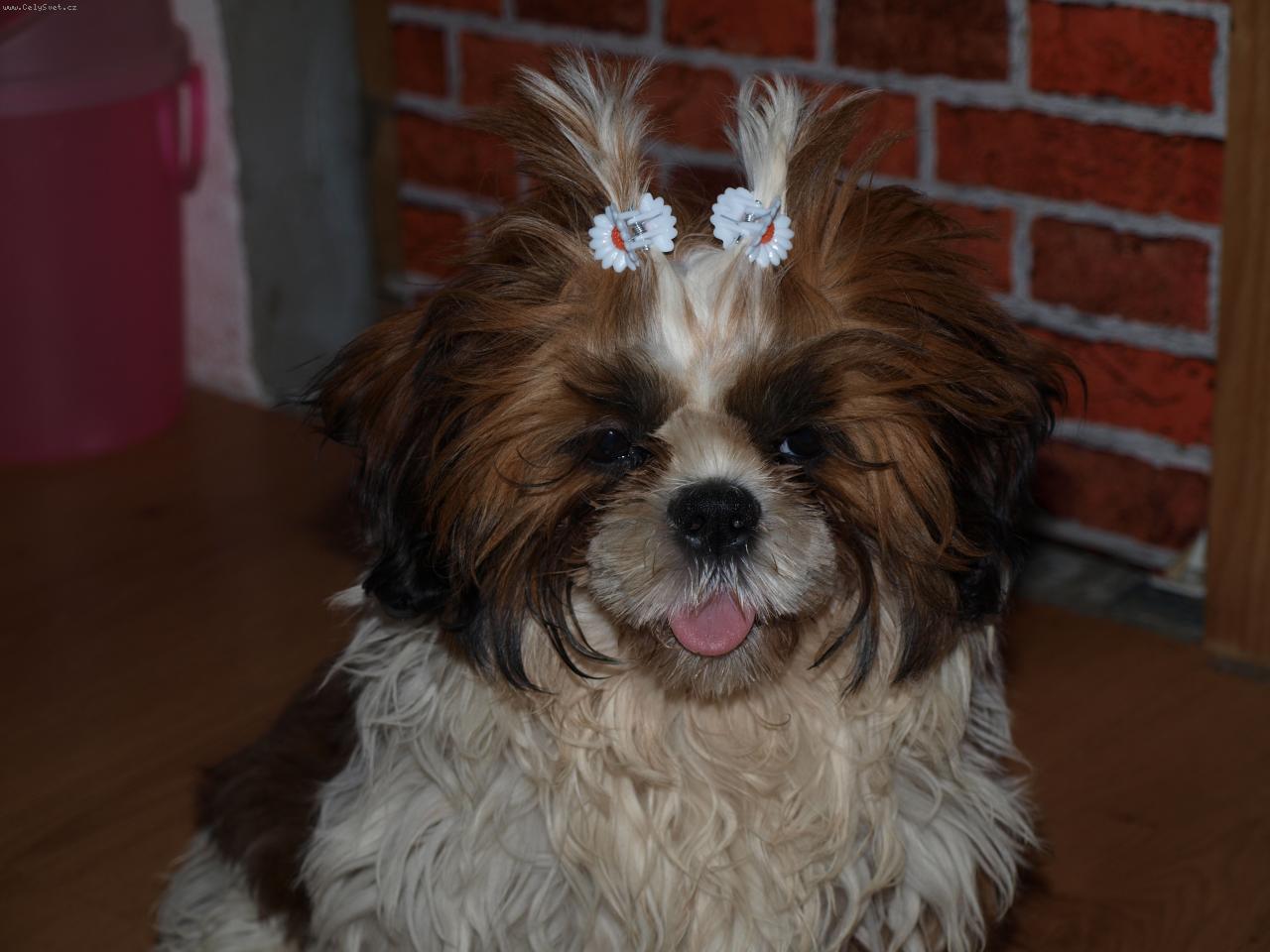 Foto: Roák-učesaný