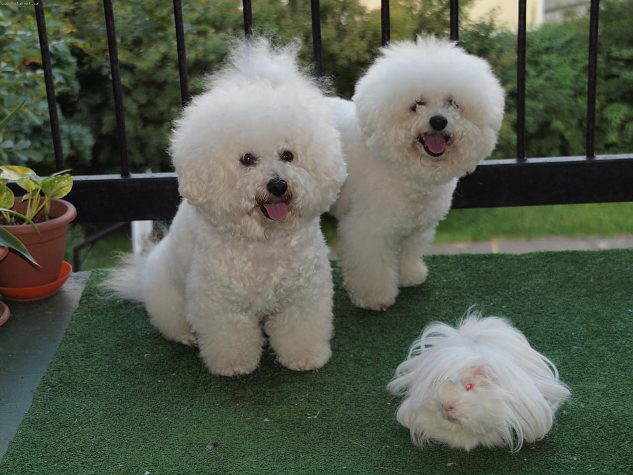 Foto: Damišek a Biško s Bertíkem