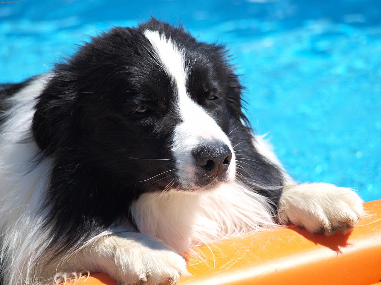 Foto: v bazénu-Apollo v bazénu