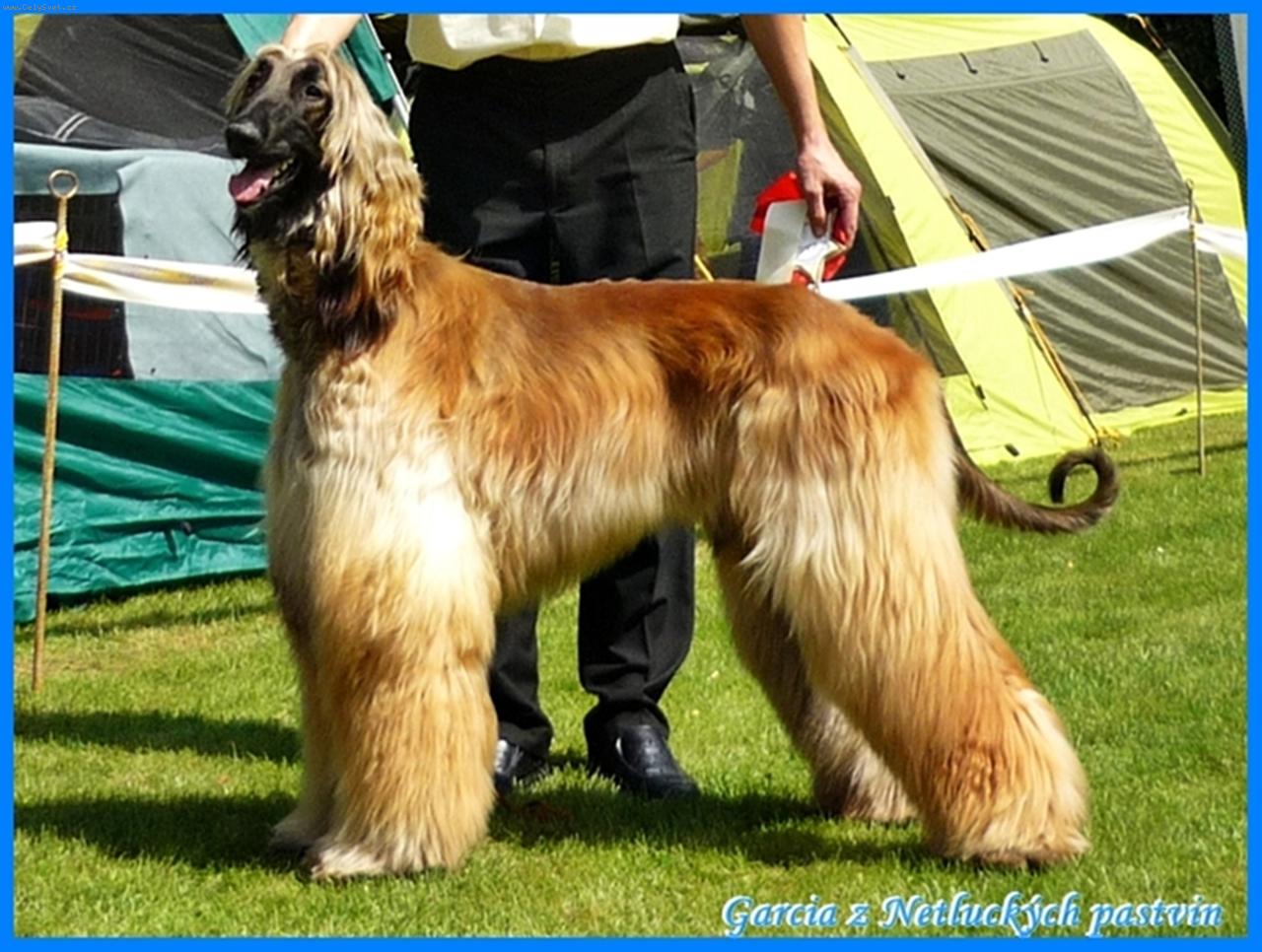 Foto: Garcia z Netluckých pastvin-28.7.2012 Středoevropská speciální výstava chrtů Konopiště: V1, Cac