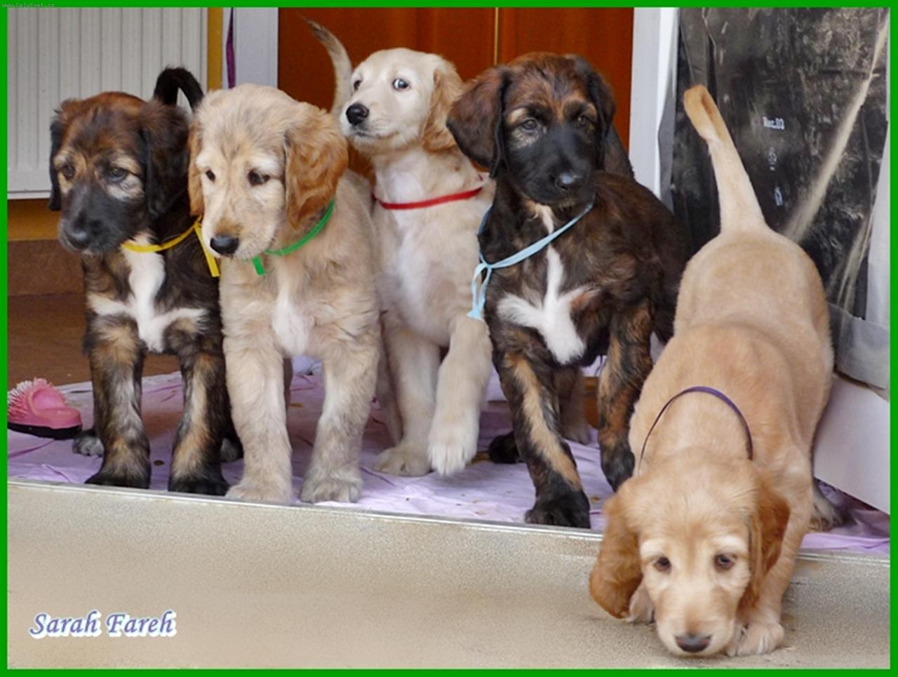 Foto: Afgánský chrt štěňátka z vrhu A - Sarah Fareh: zleva Anife, Austin, Athena, Aramis a Angelina-Afgánský chrt štěňátka z vrhu A - Sarah Fareh: zleva Anife, Austin, Athena, Aramis a Angelina