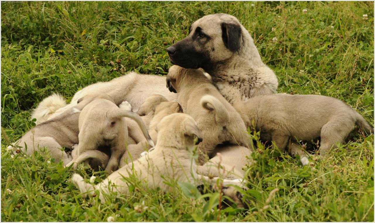 Foto: štěňata Anatolských pasteveckých psů-CHS AriaDor Tisá štěňátka k odběru