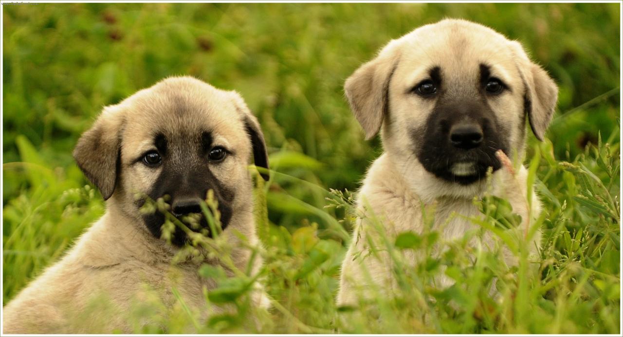 Foto: štěňata Anatolských pasteveckých psů 2012-v CHS AriaDor Tisá srpen 2012