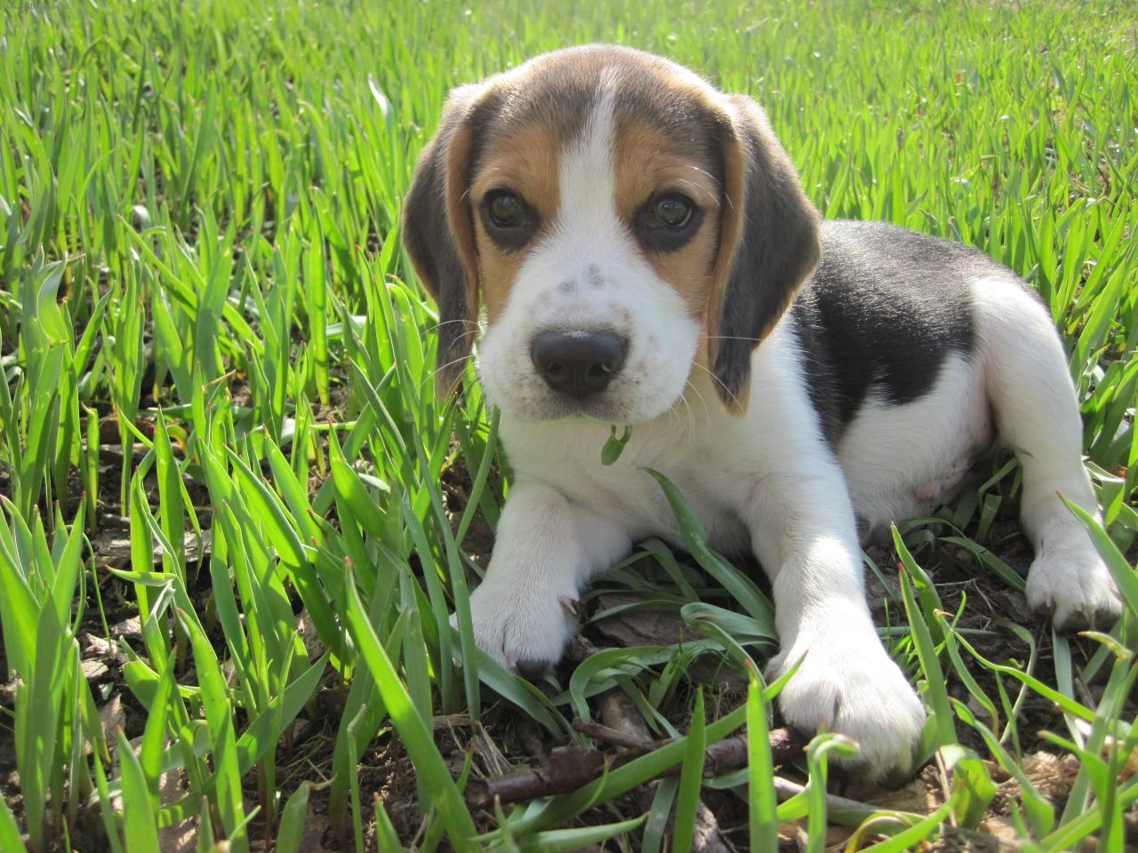 Foto: Barney-tady mi jsou 3 měsíce :-)