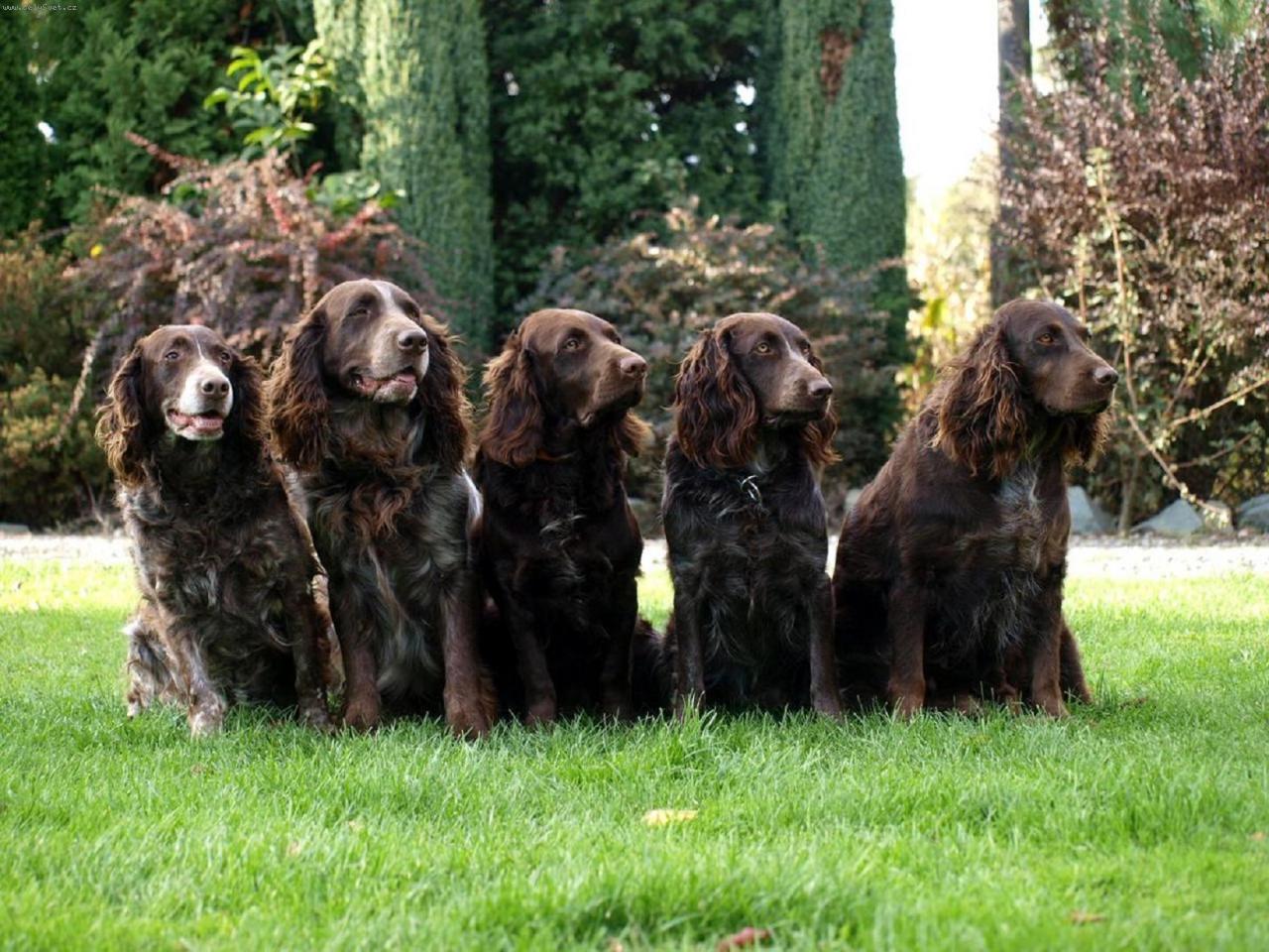 Foto: CHS Any-Bon-Gira Jezbořice,Archie Any-Bon,Funny Any-Bon,Ennie Any-Bon,aretha Any-Bon