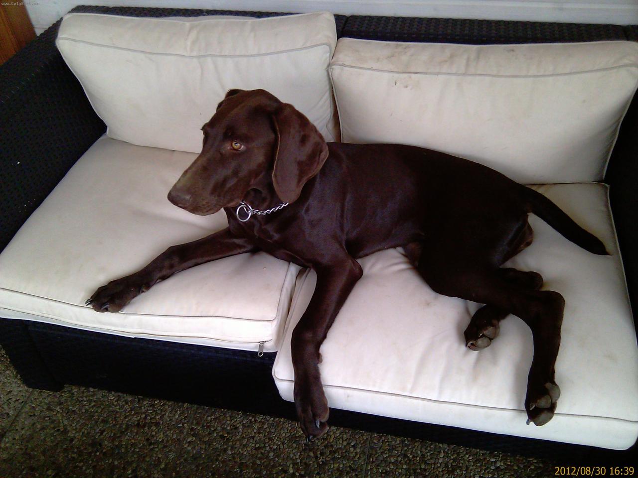 Foto: Německý krátkosrstý ohař