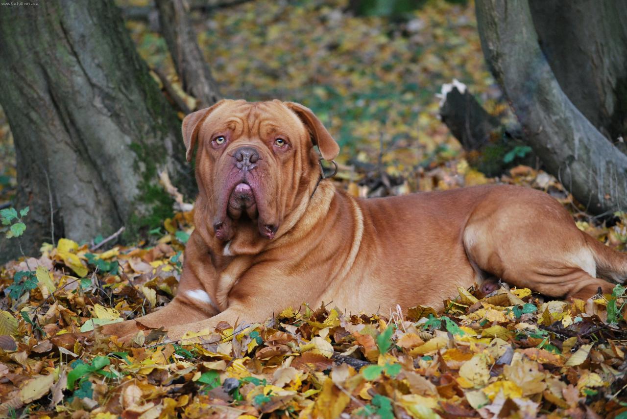 Foto: Arxio-ARXÍK 2 ROKY