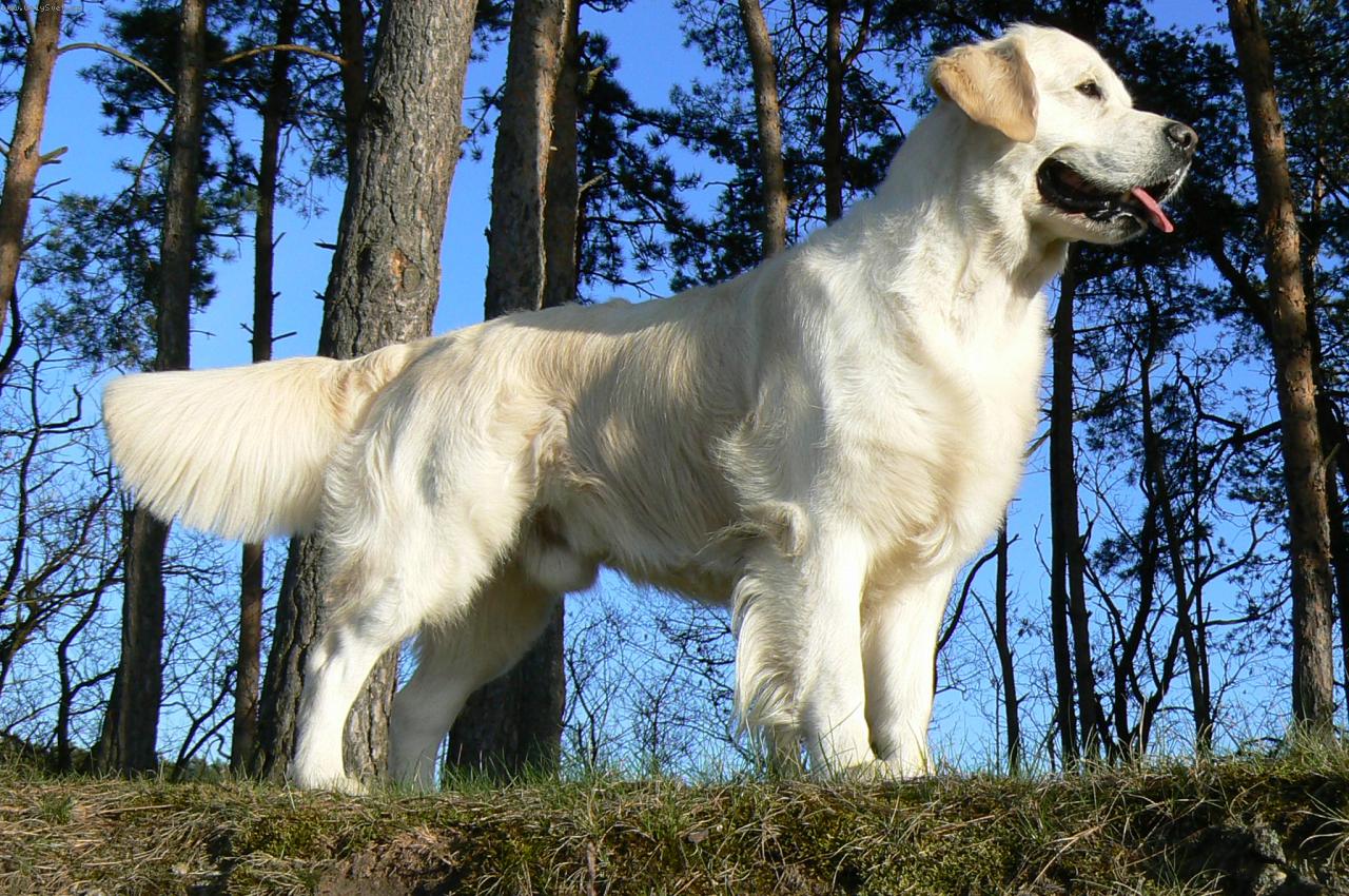 Foto: Ch CZ Easy To Be Santana Golden