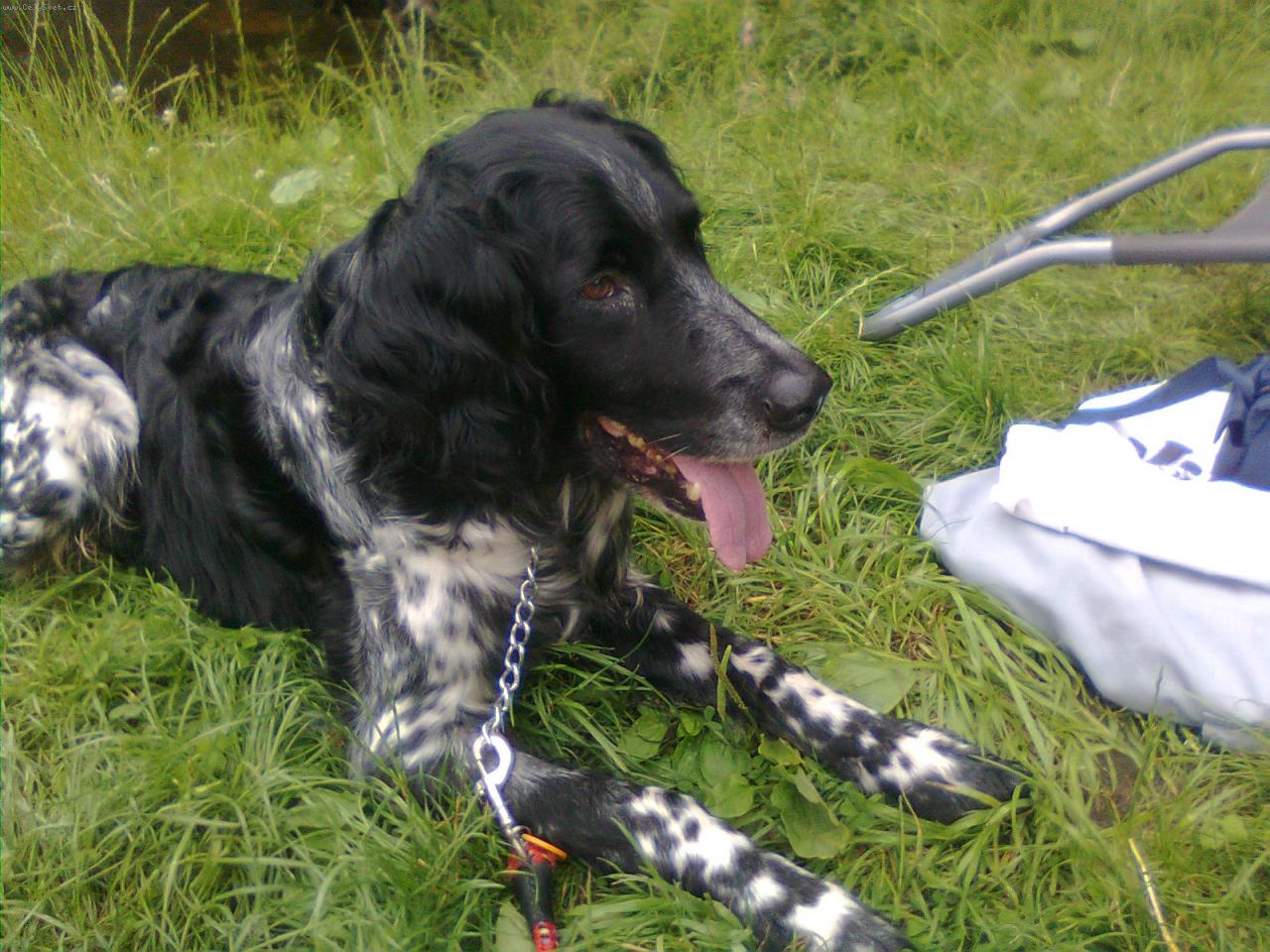 Foto: alanopes-odpočinek v lese